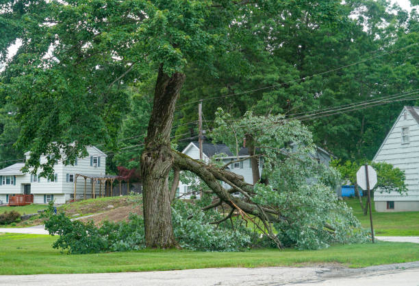 How Our Tree Care Process Works  in  Hubbard, TX